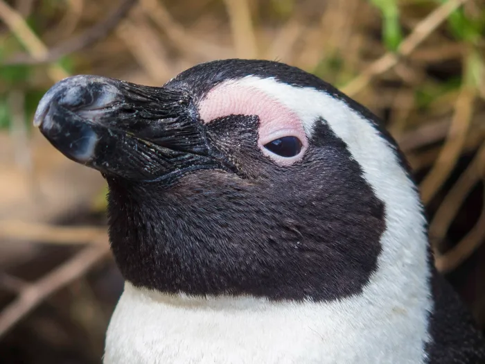 Close-up from a pinguin at Bolders Beach