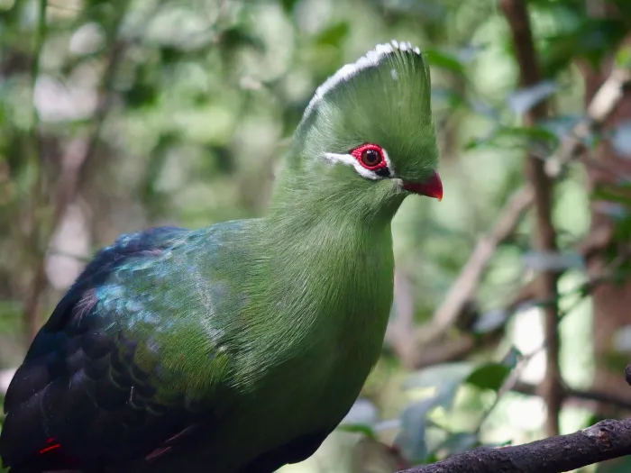 Knysna Bird