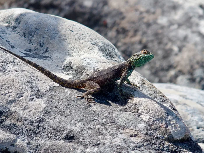 Lizard at Table mountain