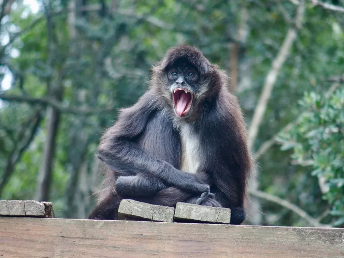 Monkey at Monkeyland