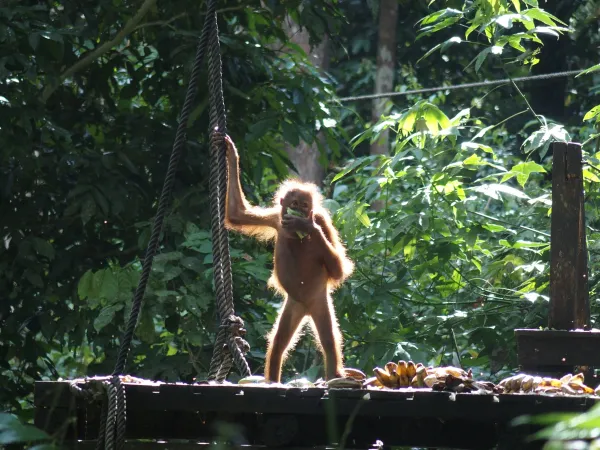 Orangutan in Borneo, Malaysia, playfully posing on a platform surrounded by lush rainforest, showcasing wildlife tourism and conservation efforts.