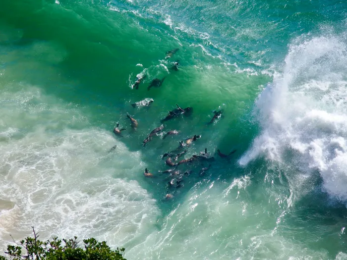 Seals at Robberg Nature Reserve