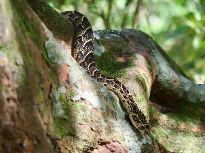 Snake at Kranshoek coastal walk