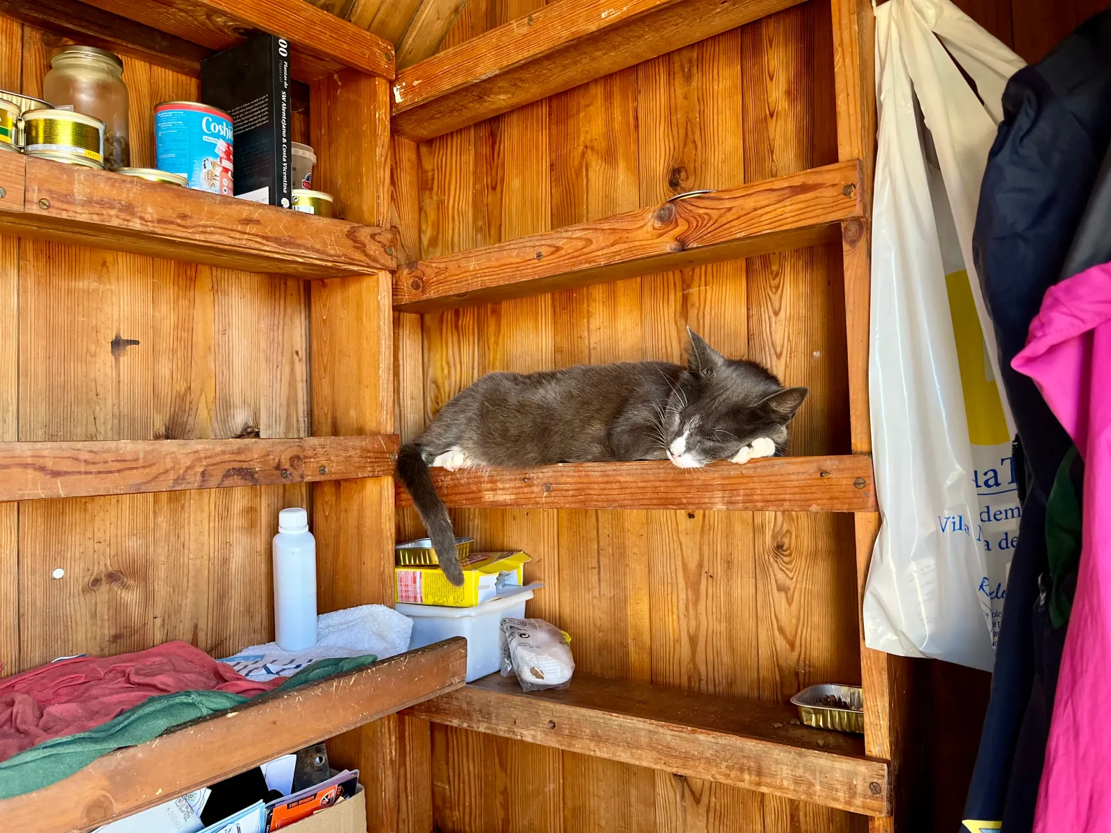 A sleepy cat on the pier